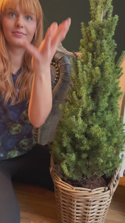 All in One Cannabis Dünger